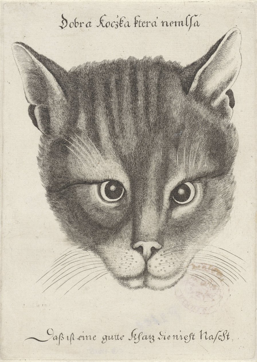 Testa di un gatto da Wenceslaus Hollar