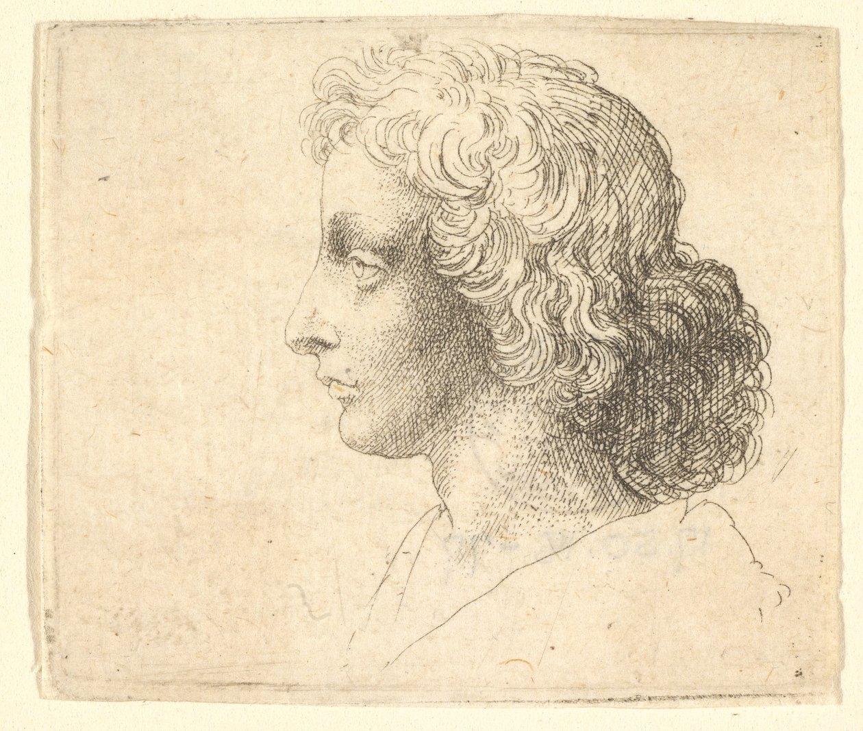 Testa di giovane uomo con capelli lunghi di profilo a sinistra, 1644-52 da Wenceslaus Hollar