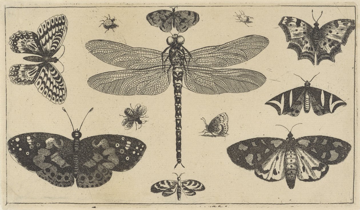 Libellula, coccinelle e farfalle da Wenceslaus Hollar