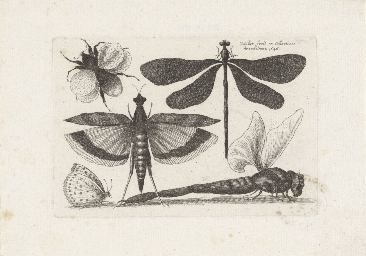 Libellule, farfalla e un bombo da Wenceslaus Hollar