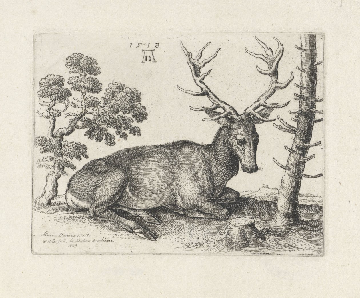 Cervo sdraiato, verso destra da Wenceslaus Hollar