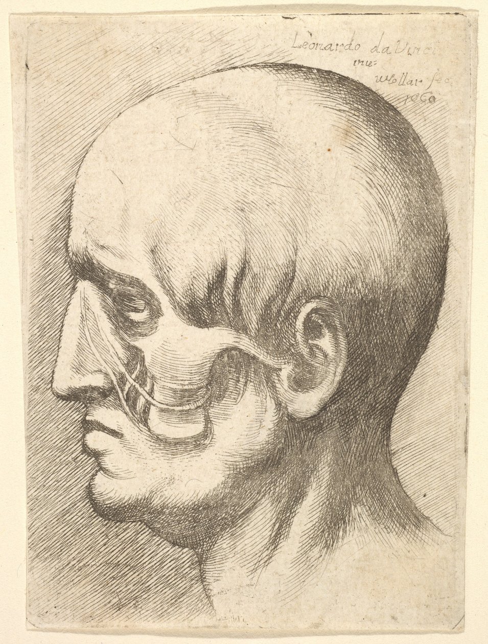 Testa maschile di profilo a sinistra con muscoli esposti da Wenceslaus Hollar