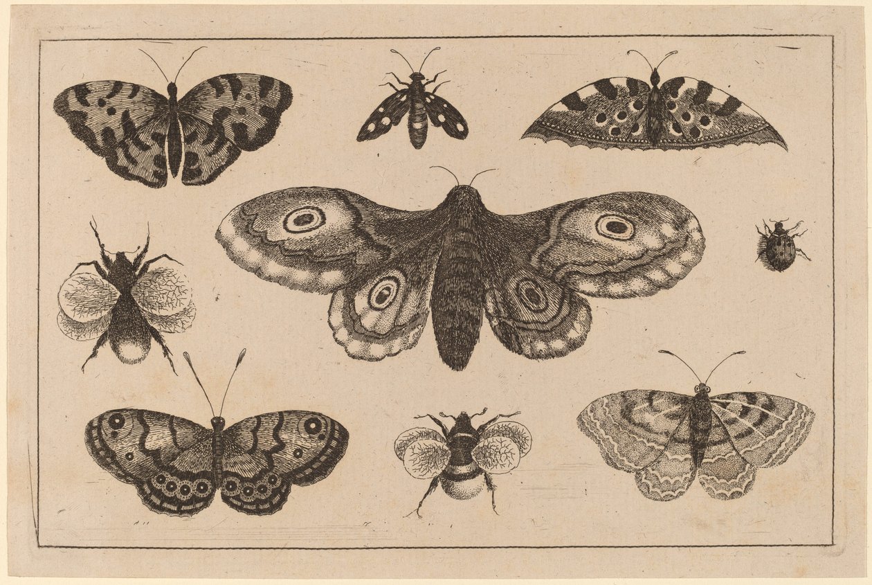 Falena, farfalle e api da Wenceslaus Hollar