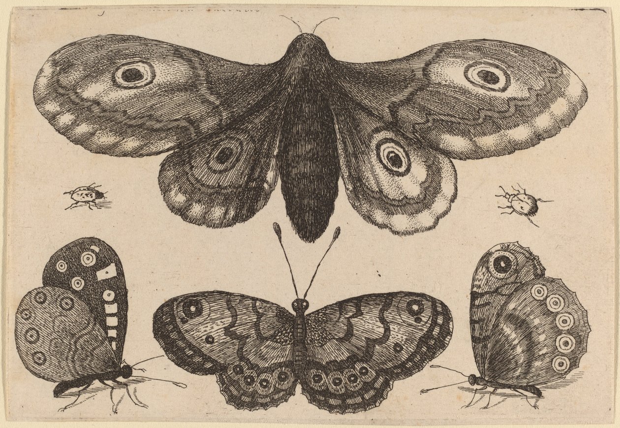 Falena, Tre Farfalle e Due Coleotteri da Wenceslaus Hollar