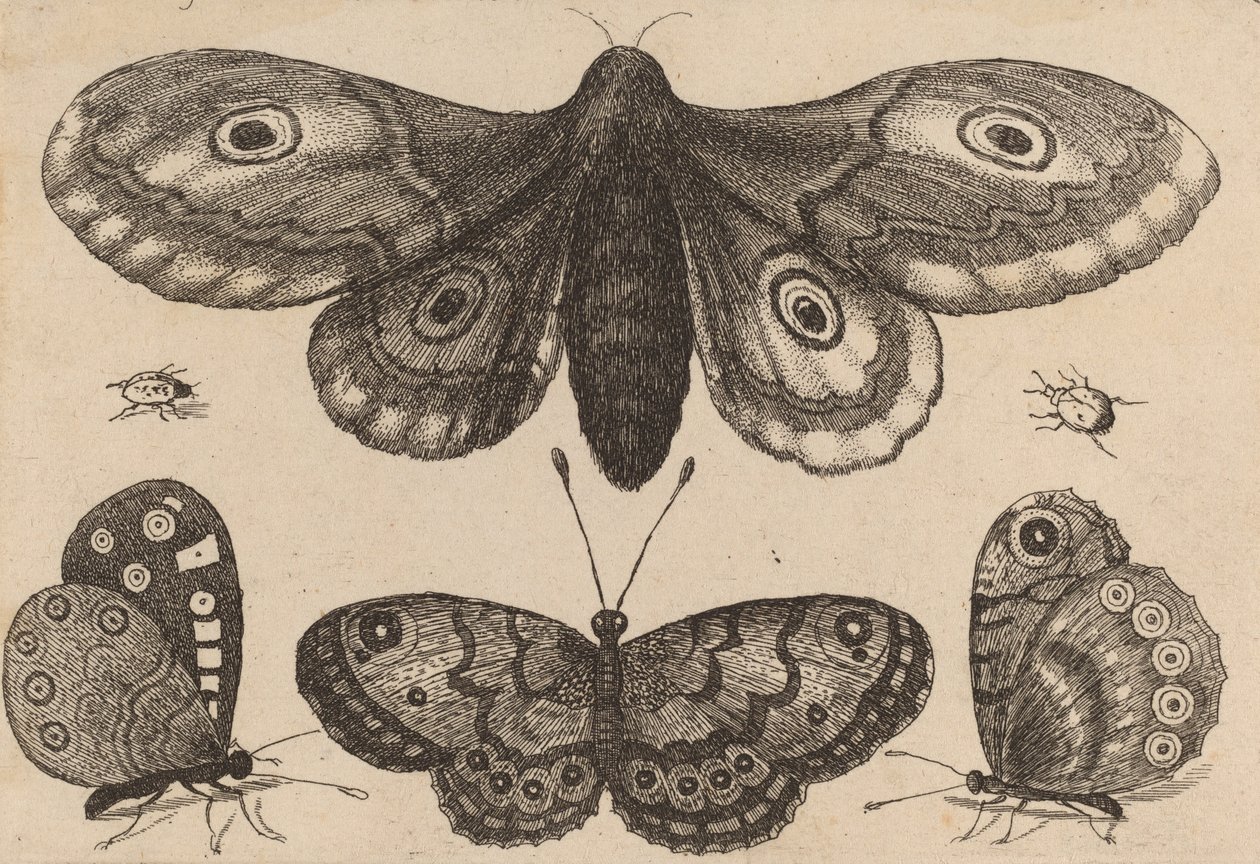 Falena, tre farfalle e due coleotteri, 1646 da Wenceslaus Hollar