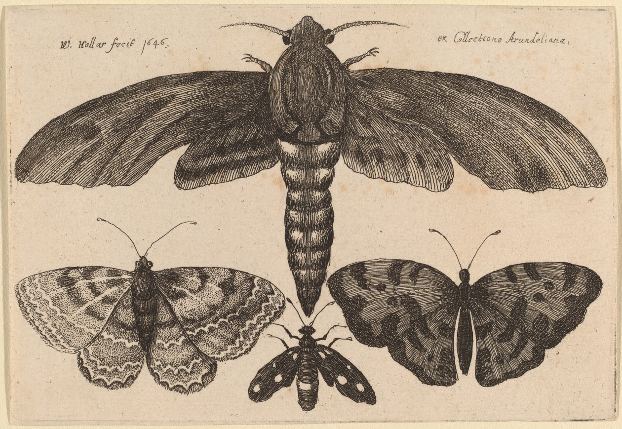 Falena e Tre Farfalle da Wenceslaus Hollar