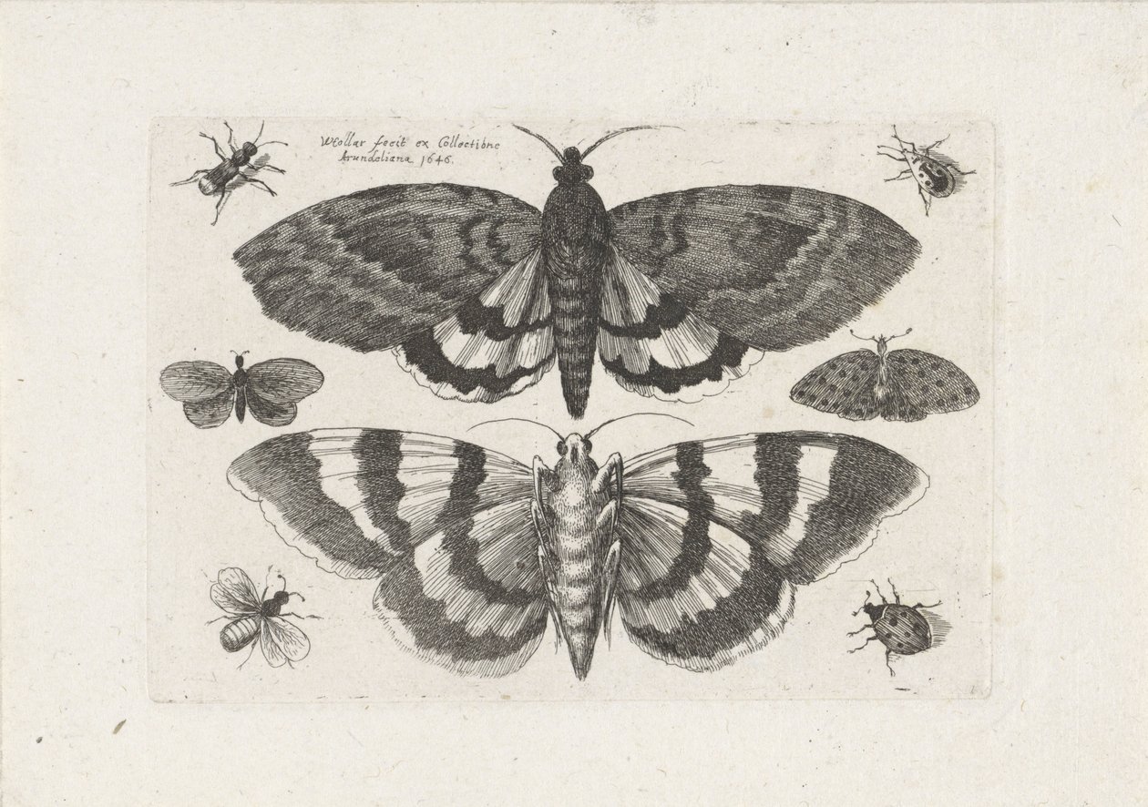 Falene e piccoli insetti da Wenceslaus Hollar