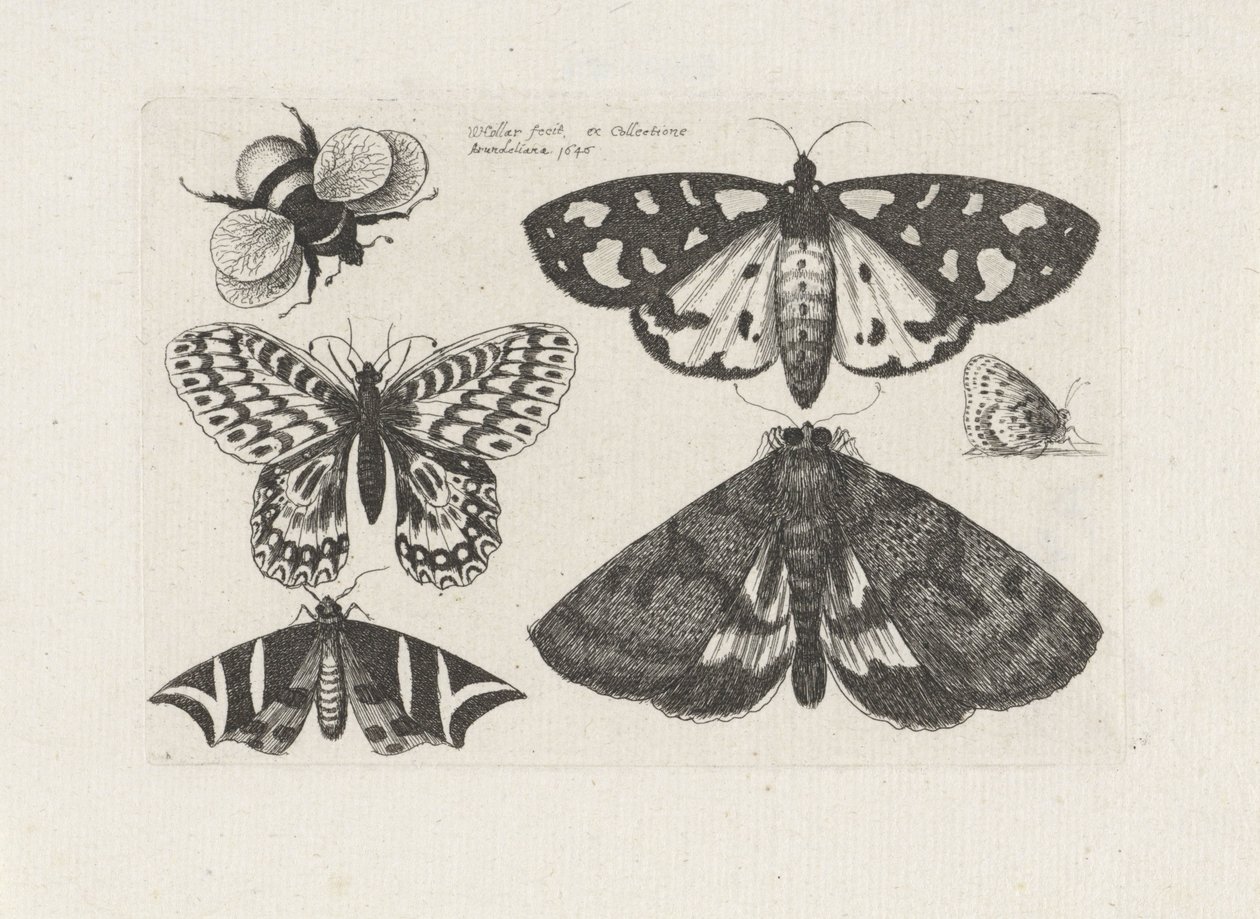 Falene, farfalle e un bombo da Wenceslaus Hollar