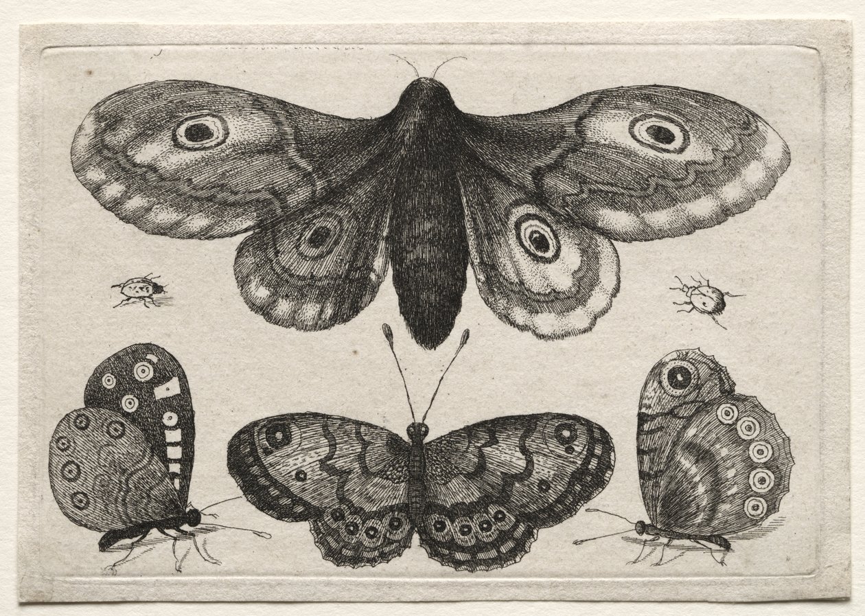 Varie figure e forme di mosche, scarabei e vermi: una falena, tre farfalle e due coleotteri da Wenceslaus Hollar