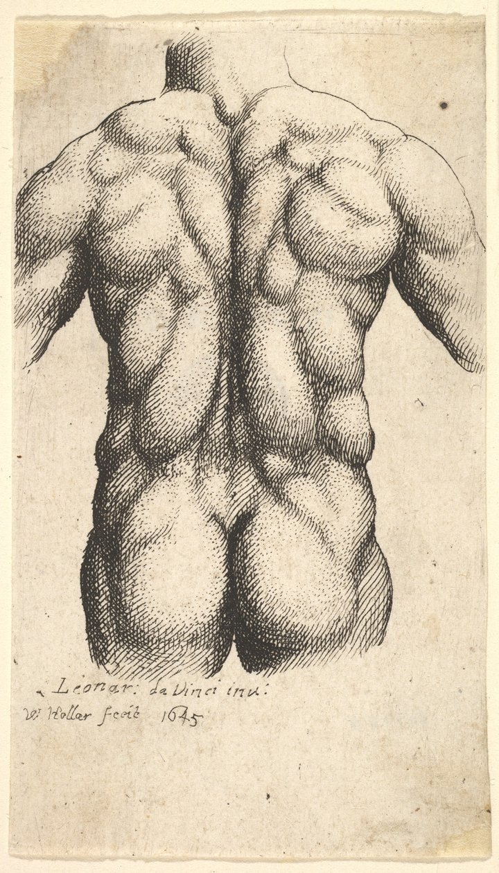 Torso maschile nudo visto da dietro, 1645 da Wenceslaus Hollar