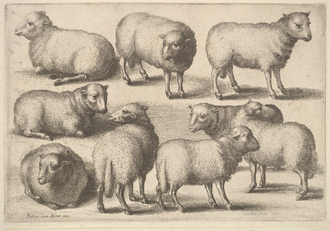 Nove pecore da Wenceslaus Hollar
