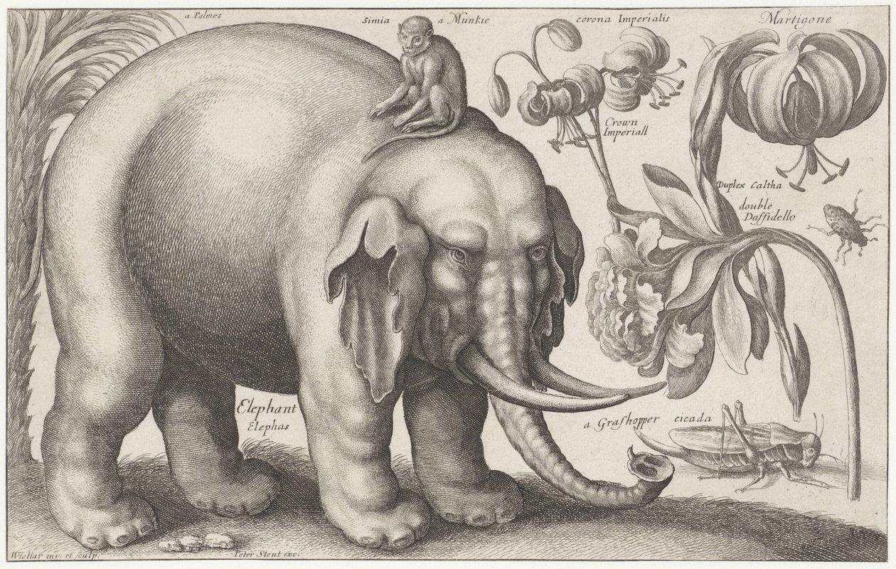 Elefante, scimmia, fiori e insetti da Wenceslaus Hollar
