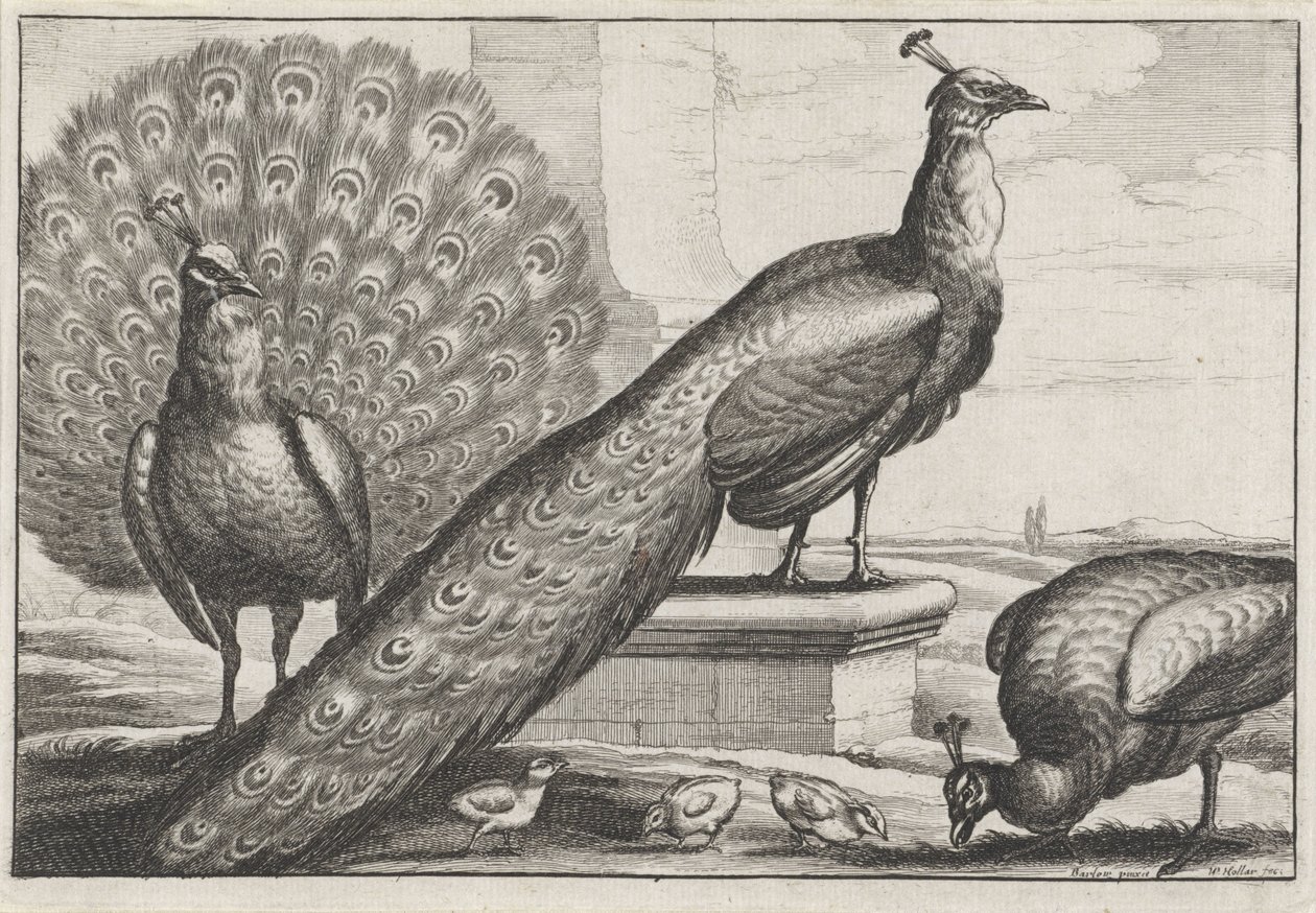 Pavoni da Wenceslaus Hollar