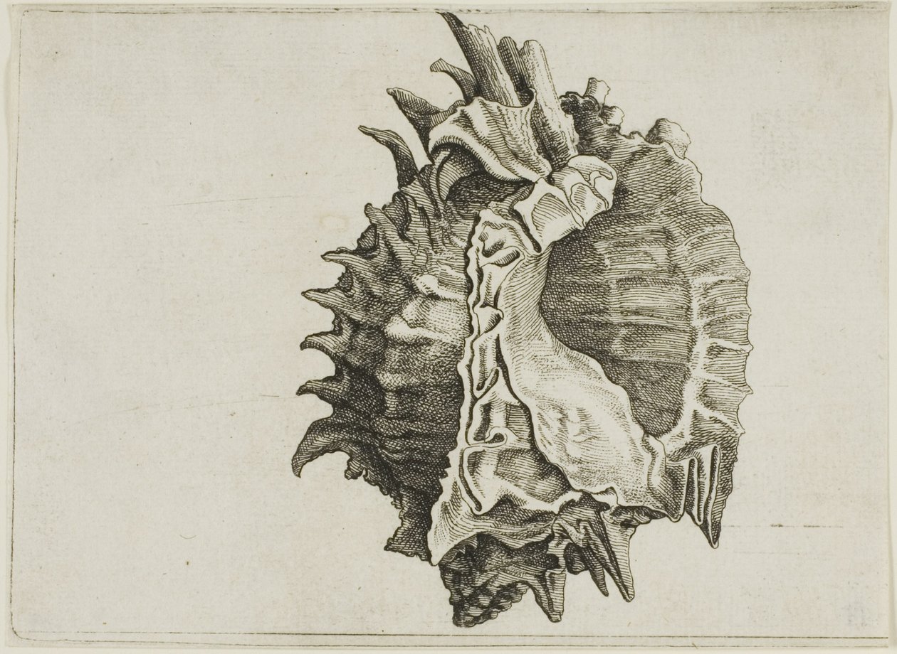 Murice a bocca rosa (phyllonotus erythrostomus) da Wenceslaus Hollar