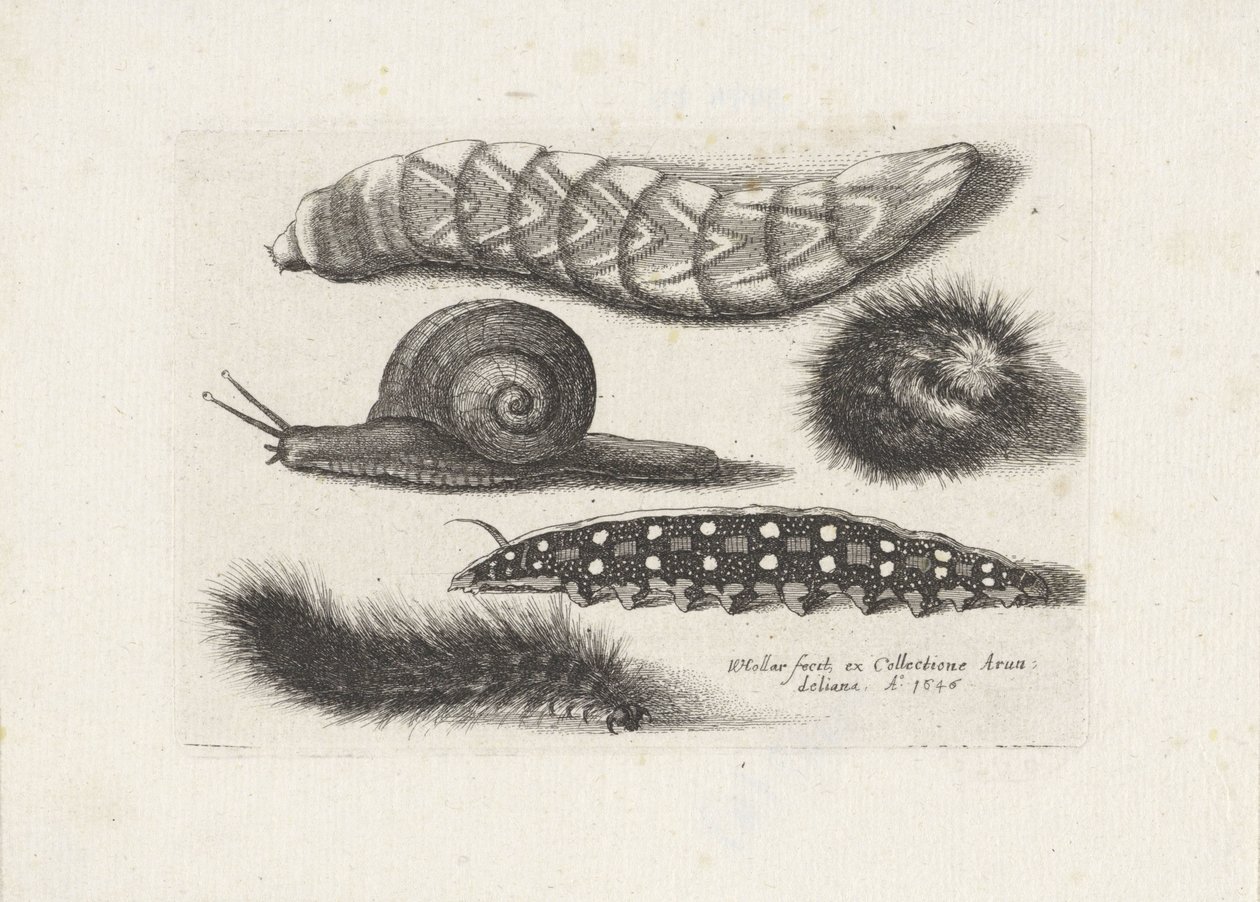 Bruchi e una lumaca (Insetti) da Wenceslaus Hollar