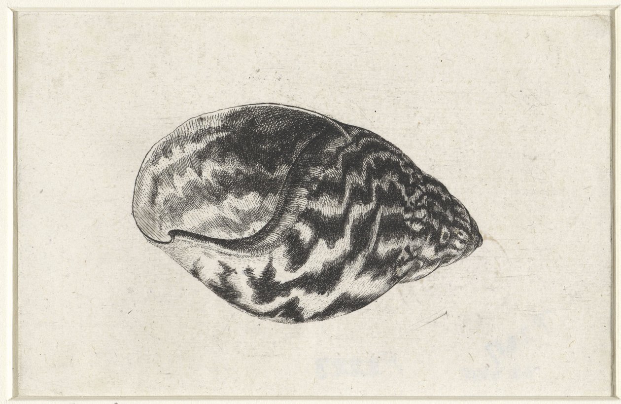 Conchiglia, achatina achatina da Wenceslaus Hollar