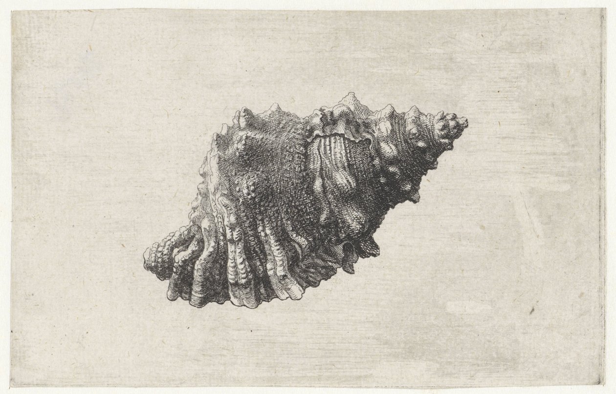 Conchiglia, bursa rubeta da Wenceslaus Hollar