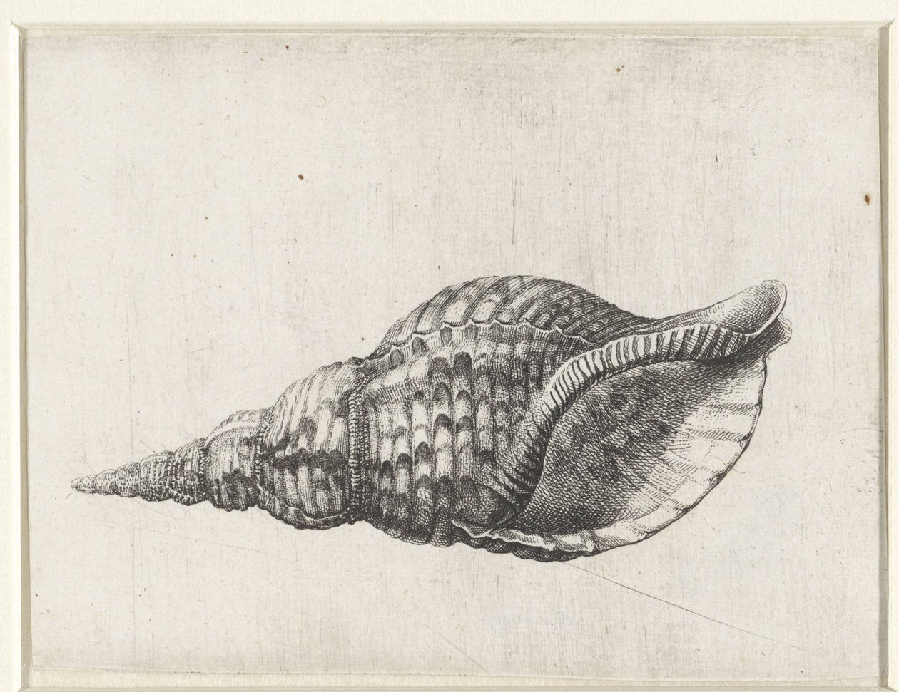 Schelp, charonia tritonis Schelpen (titolo della serie) da Wenceslaus Hollar