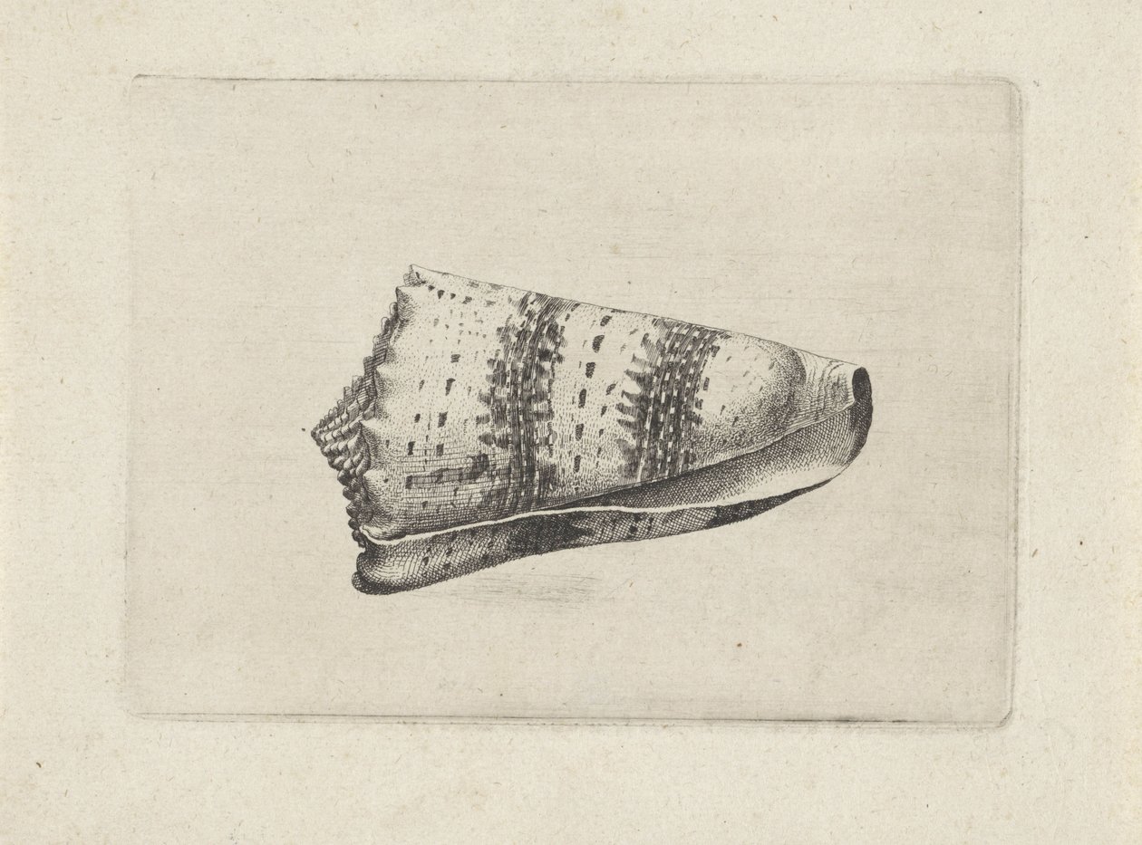 Conus imperialis da Wenceslaus Hollar