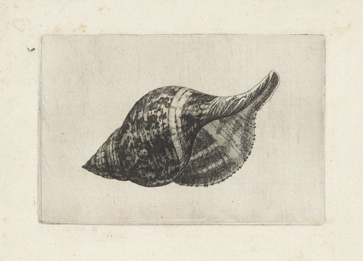 Conchiglia, fasciolaria tulipa da Wenceslaus Hollar