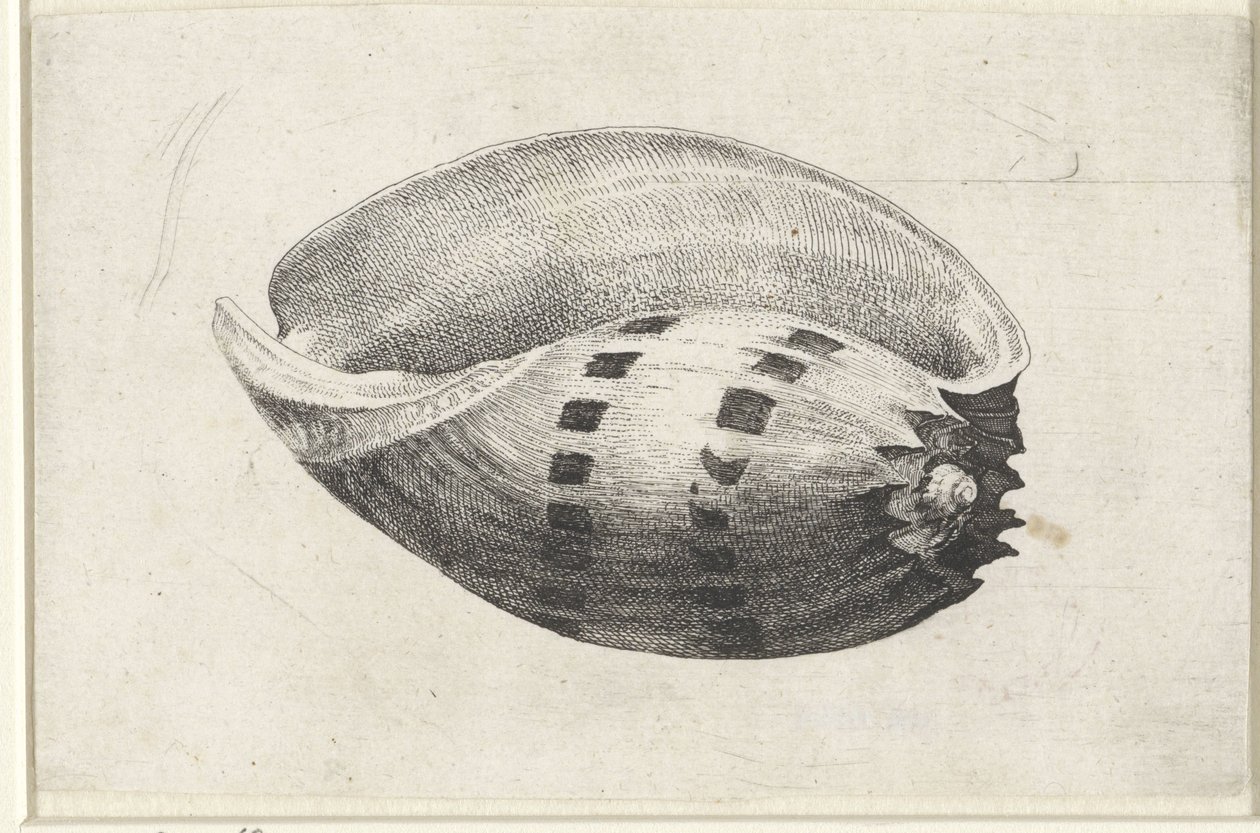 Conchiglia, melo amphora (Conchiglie) da Wenceslaus Hollar