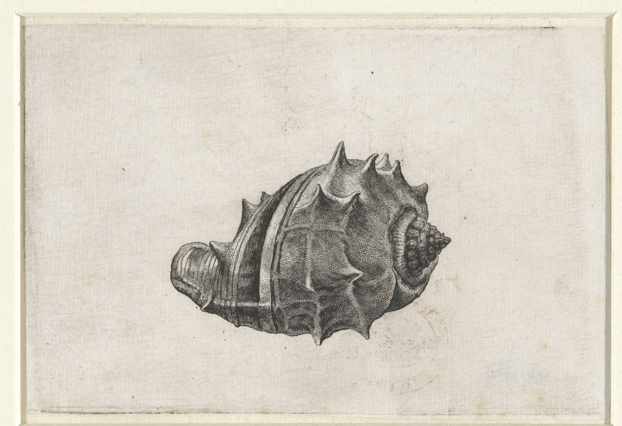Conchiglia, melongena melongena da Wenceslaus Hollar