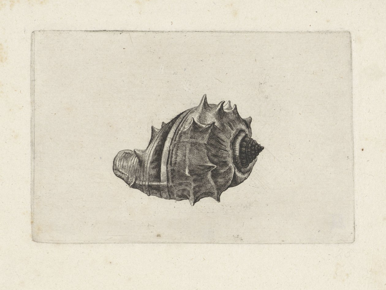 Conchiglia, melongena melongena da Wenceslaus Hollar