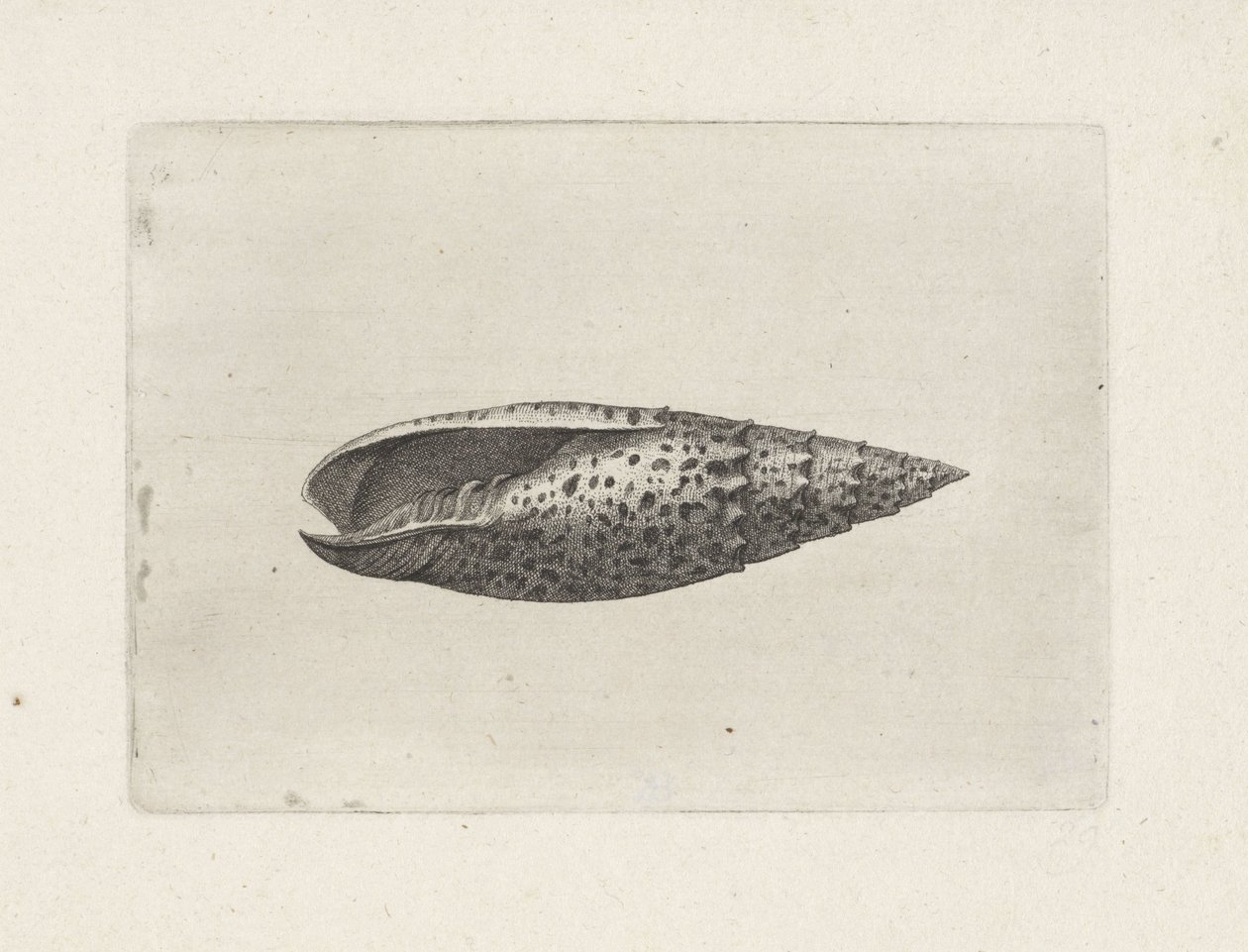 Mitra papalis da Wenceslaus Hollar