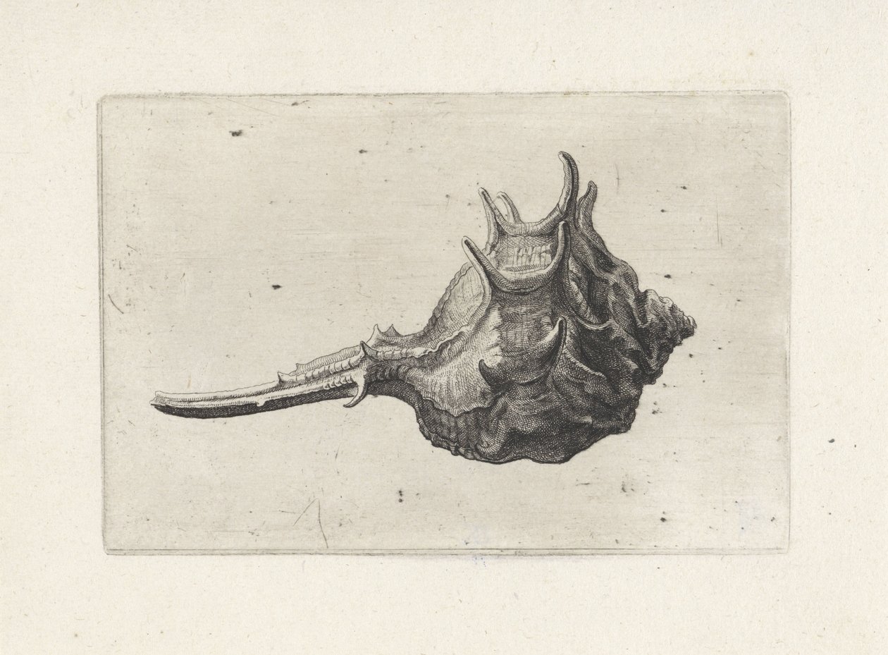 Schelp, murex brevispina da Wenceslaus Hollar