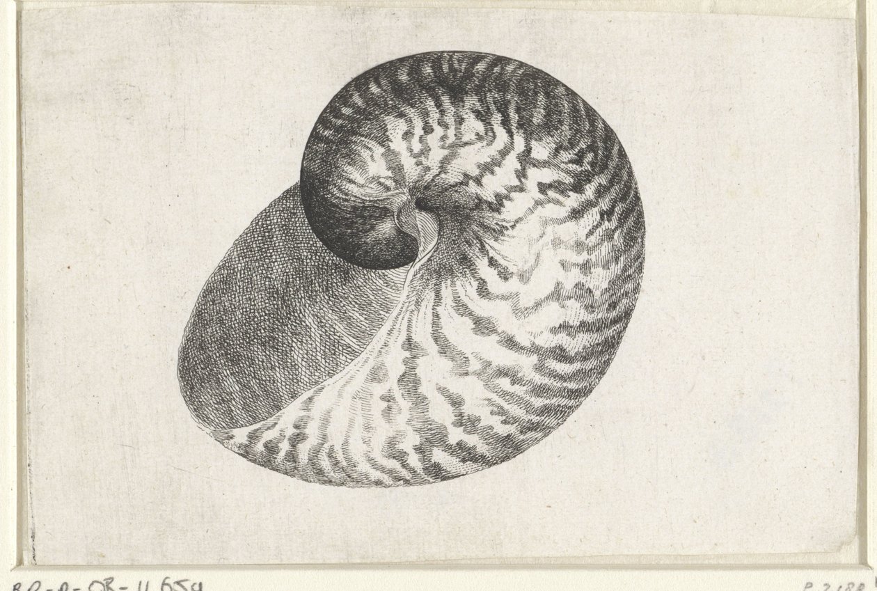 Schelp, nautilus pompilius da Wenceslaus Hollar