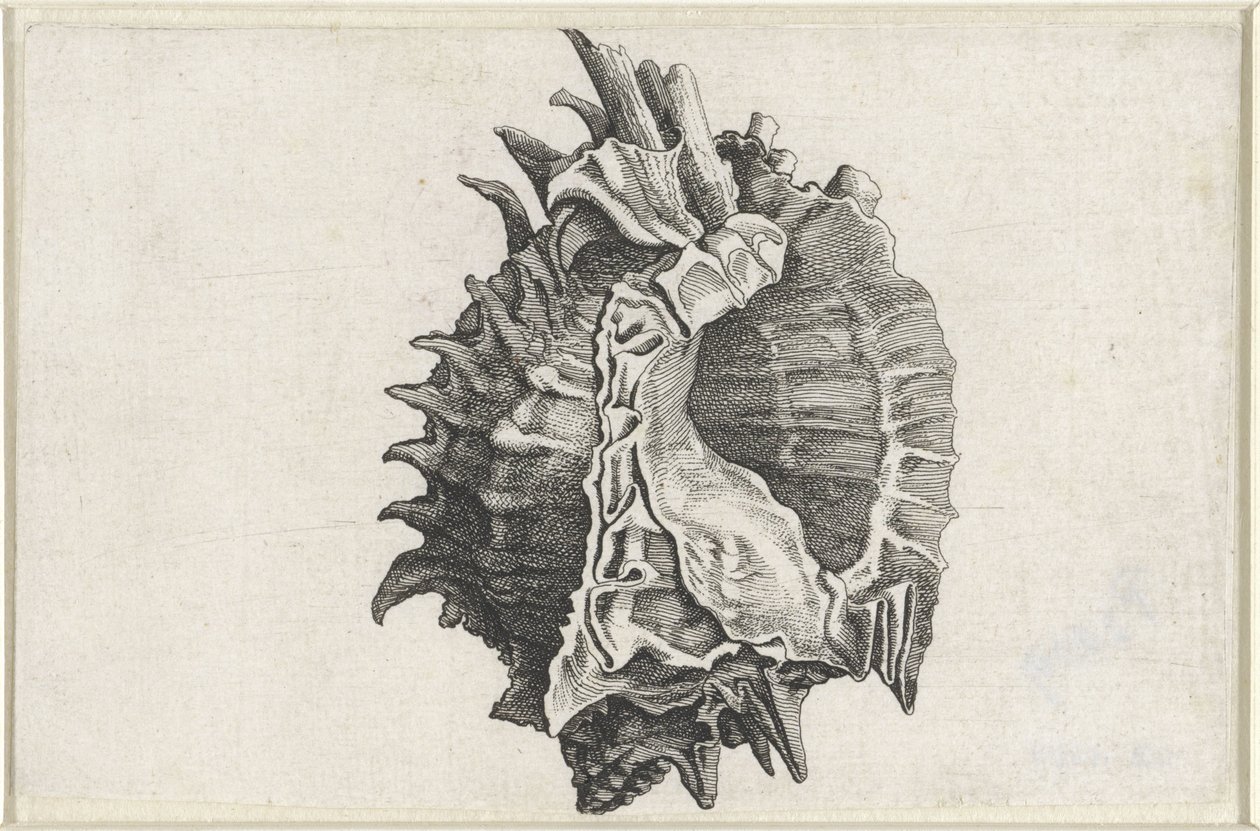 Conchiglia, phyllonotus erythrostomus da Wenceslaus Hollar