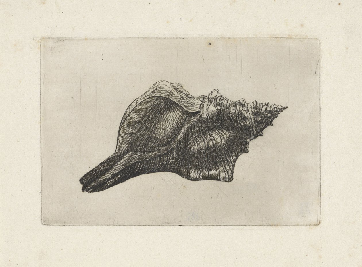 Conchiglia, pleuroploca trapezium (serie Schelpen) da Wenceslaus Hollar