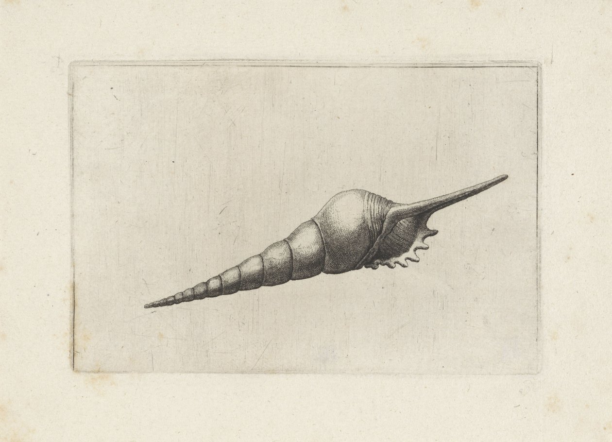 Schelp, tibia fusus melanocheilus da Wenceslaus Hollar