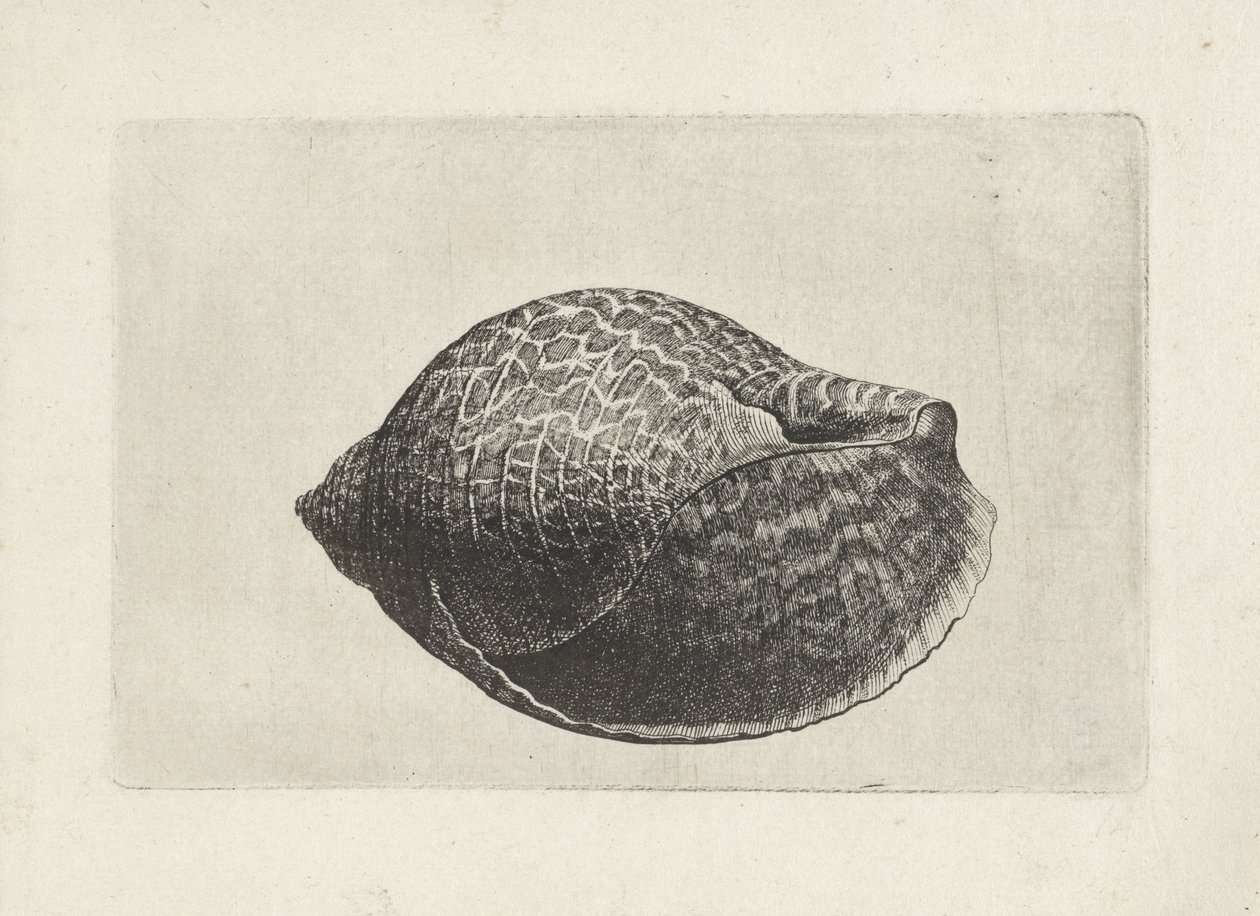 Conchiglia, tonna perdix da Wenceslaus Hollar