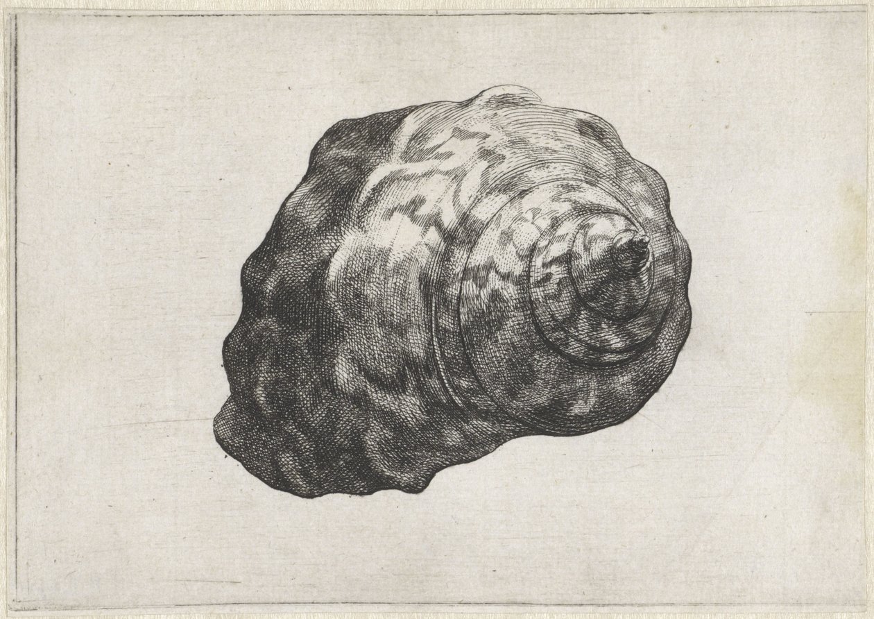 Conchiglia, turbo sarmaticus da Wenceslaus Hollar