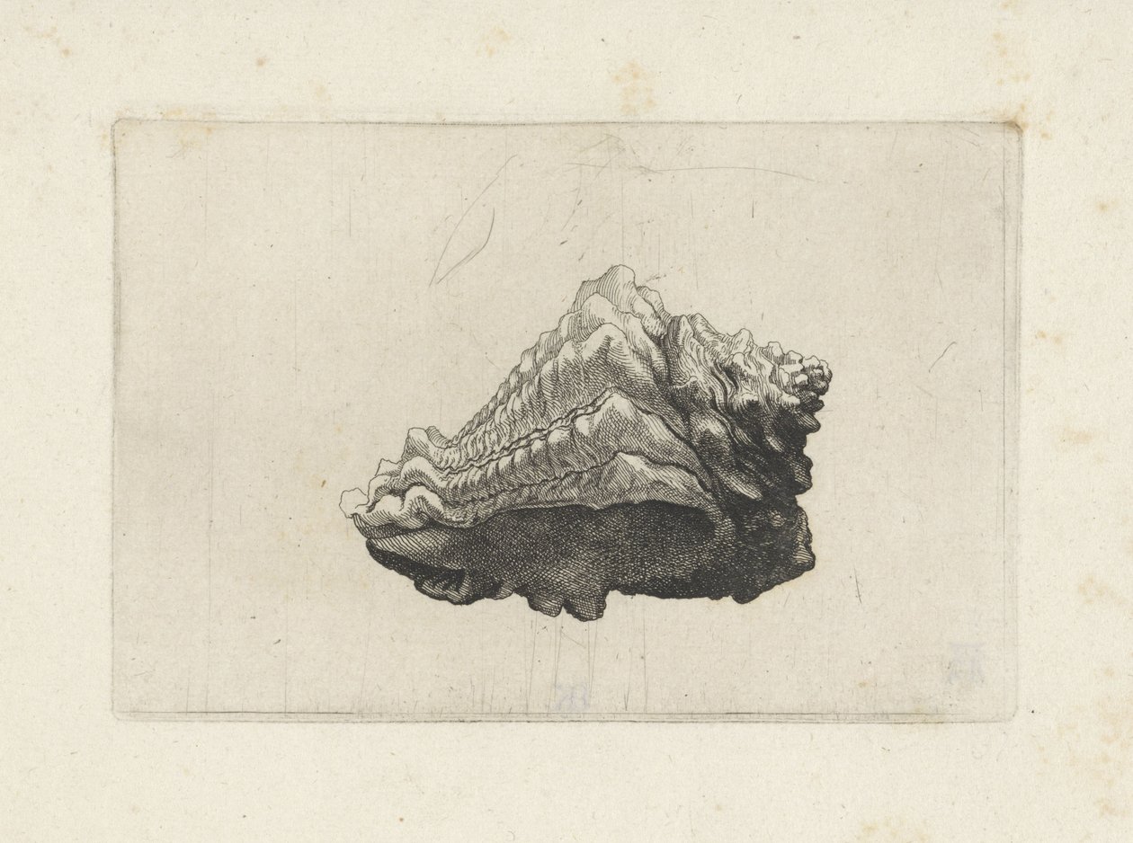Schelp, vasum muricatum born da Wenceslaus Hollar