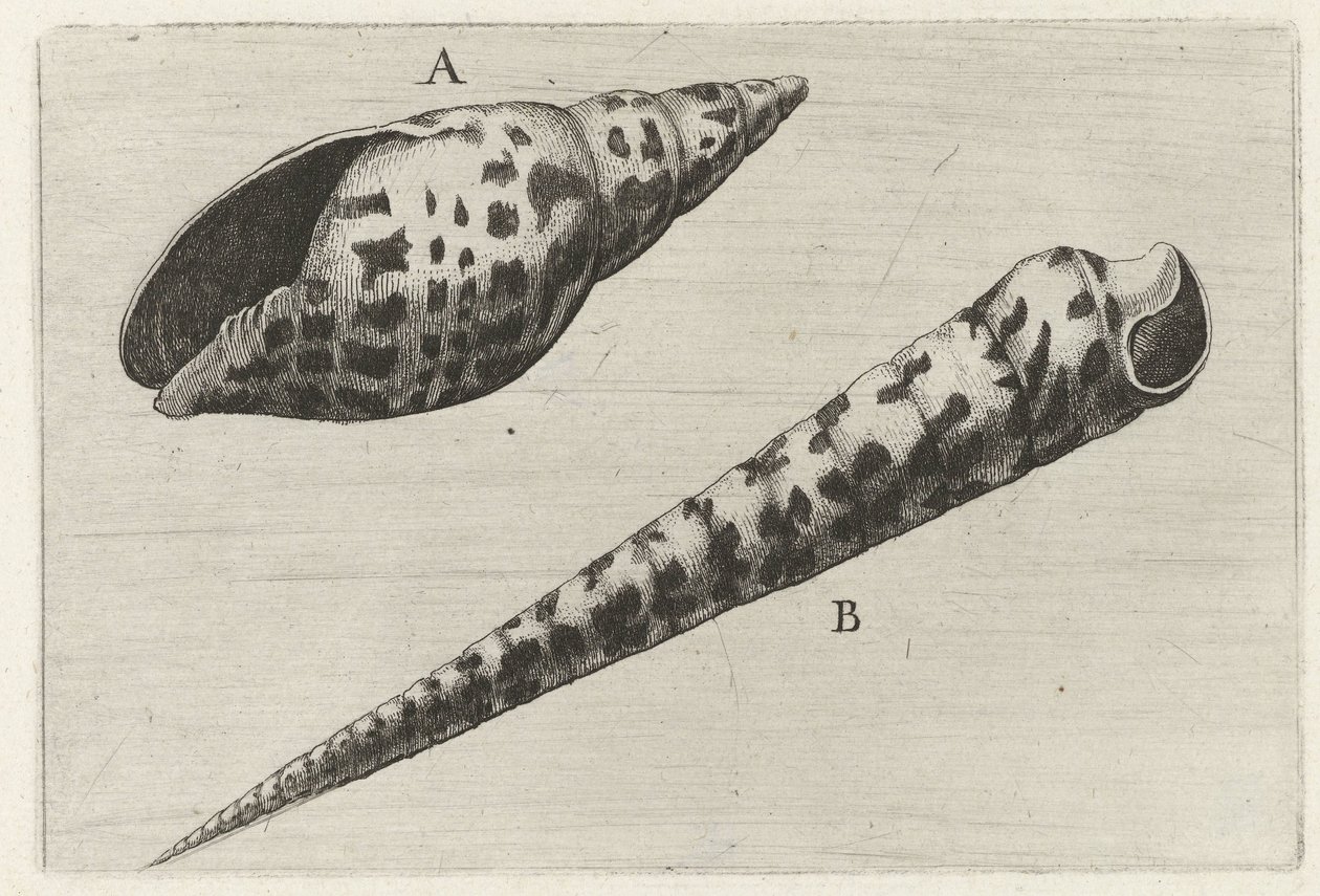 Schelpen, mitra cardinalis (A) e terebra subulata (B) da Wenceslaus Hollar