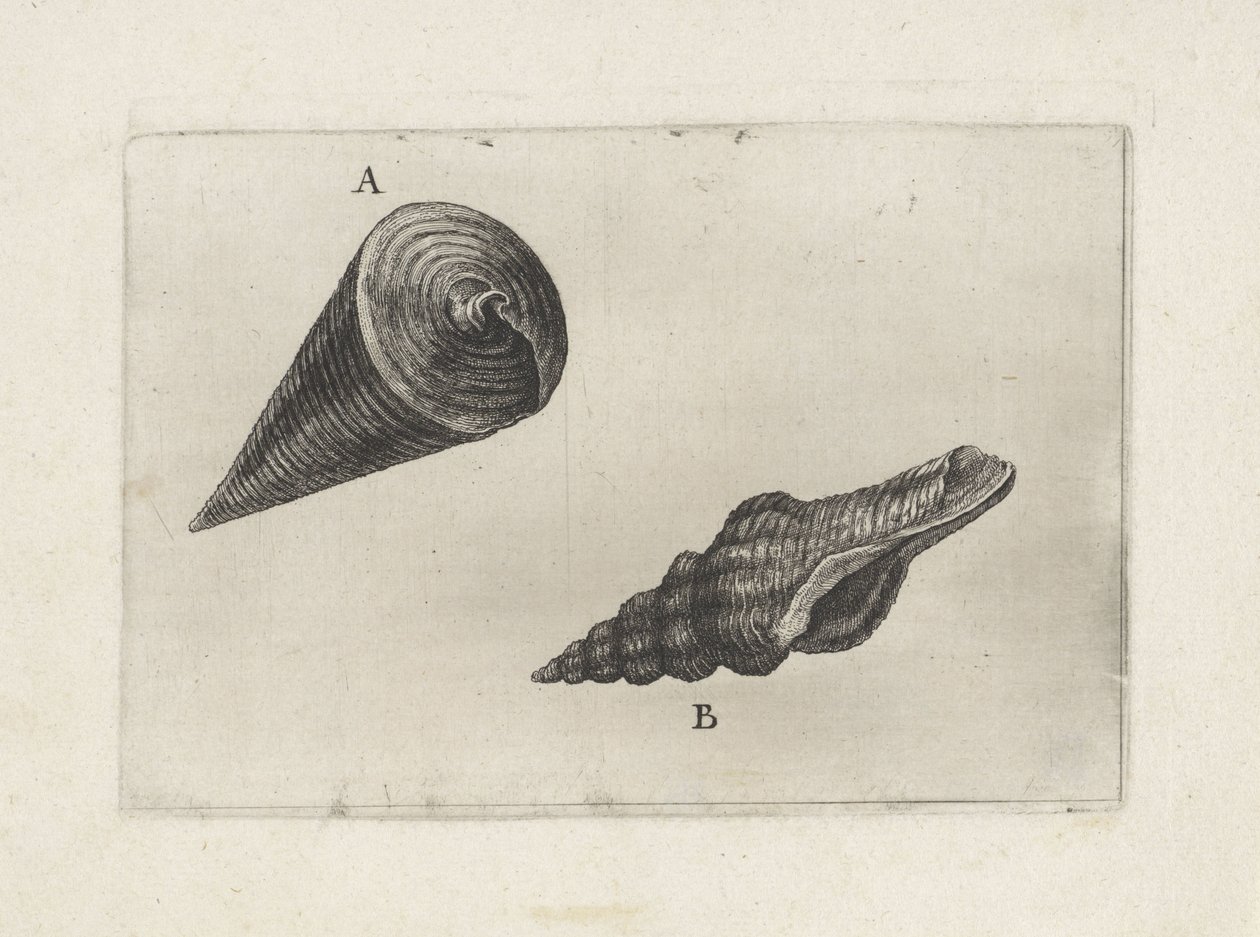 Conchiglie, telescopium telescopium (A) e fusinus laticostatus (B) da Wenceslaus Hollar