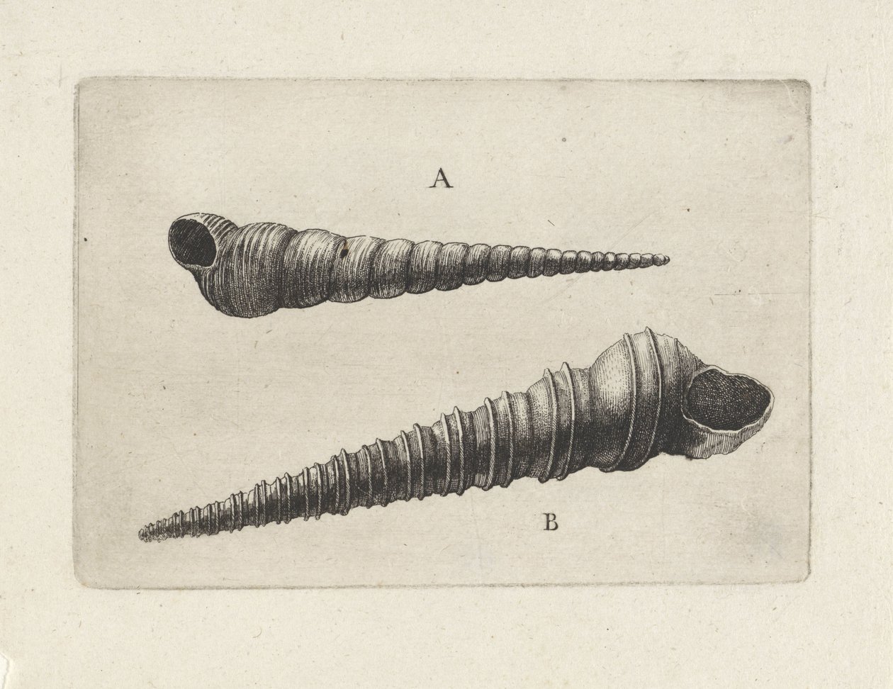 Conchiglie, turritella terebra (A) e turritella duplicata (B) da Wenceslaus Hollar