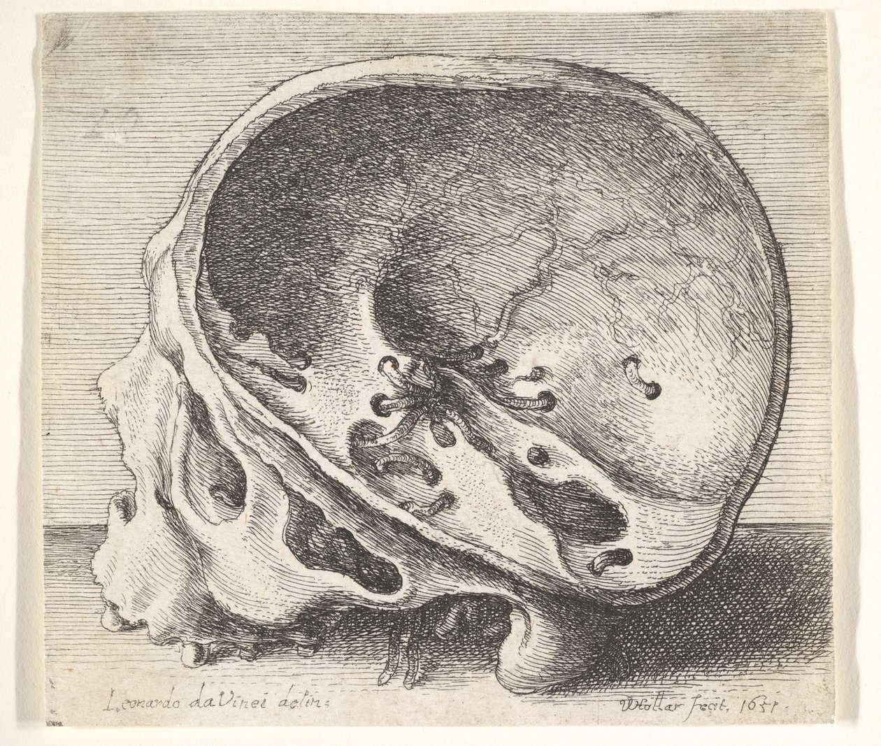 Teschio sezionato in profilo a sinistra con il lato sinistro del cranio rimosso, 1651 da Wenceslaus Hollar