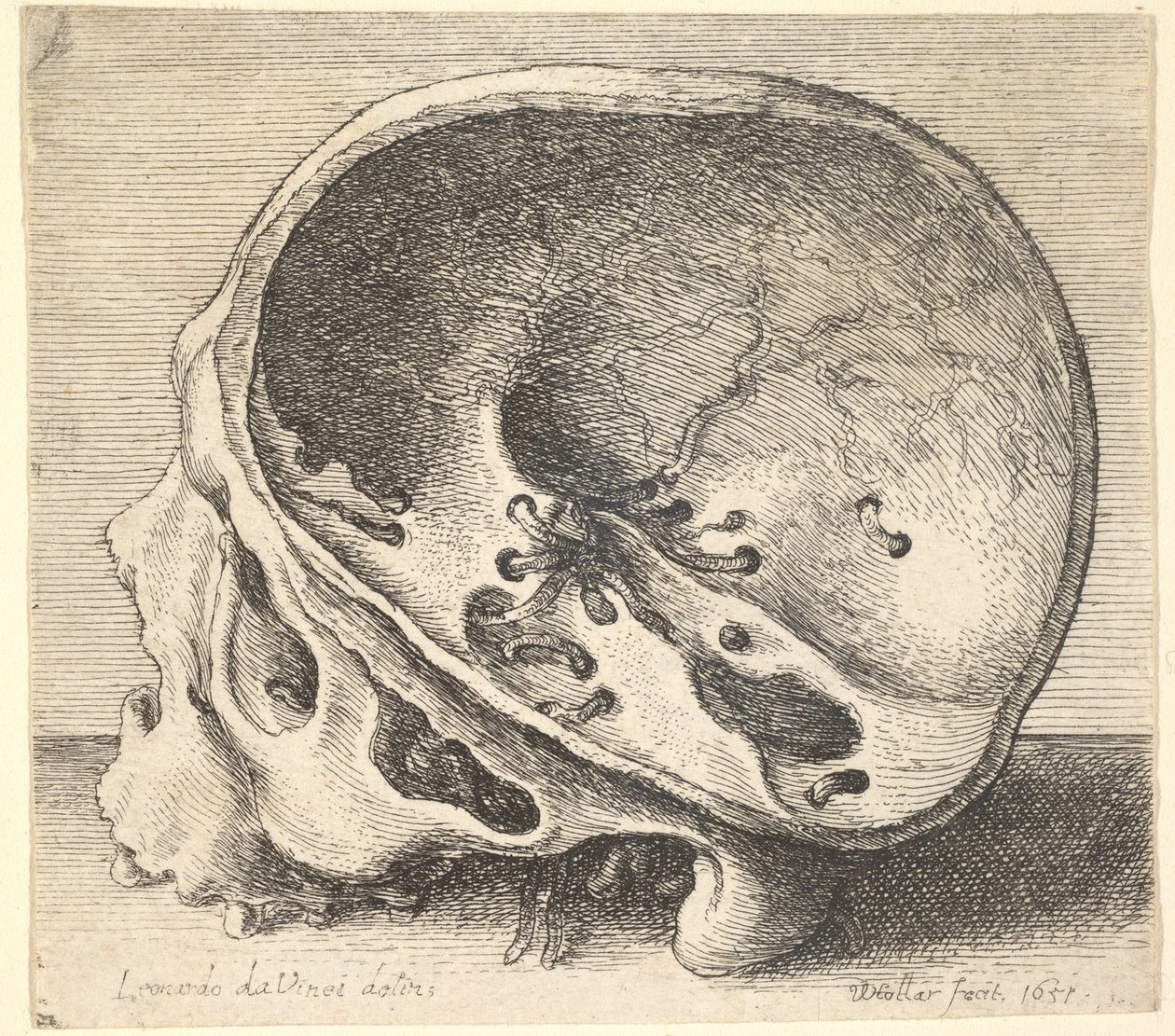 Teschio sezionato in profilo a sinistra con il lato sinistro del cranio rimosso, 1651 da Wenceslaus Hollar