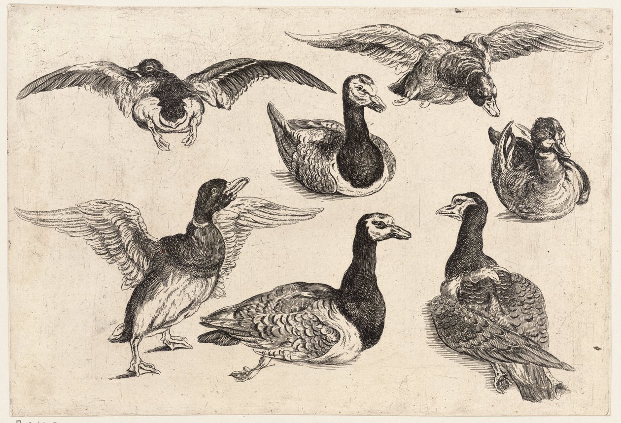 Sette anatre da Wenceslaus Hollar