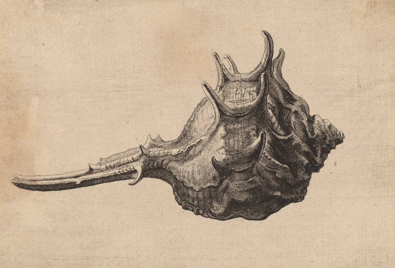 Conchiglia Murex brandaris, c. 1645 da Wenceslaus Hollar