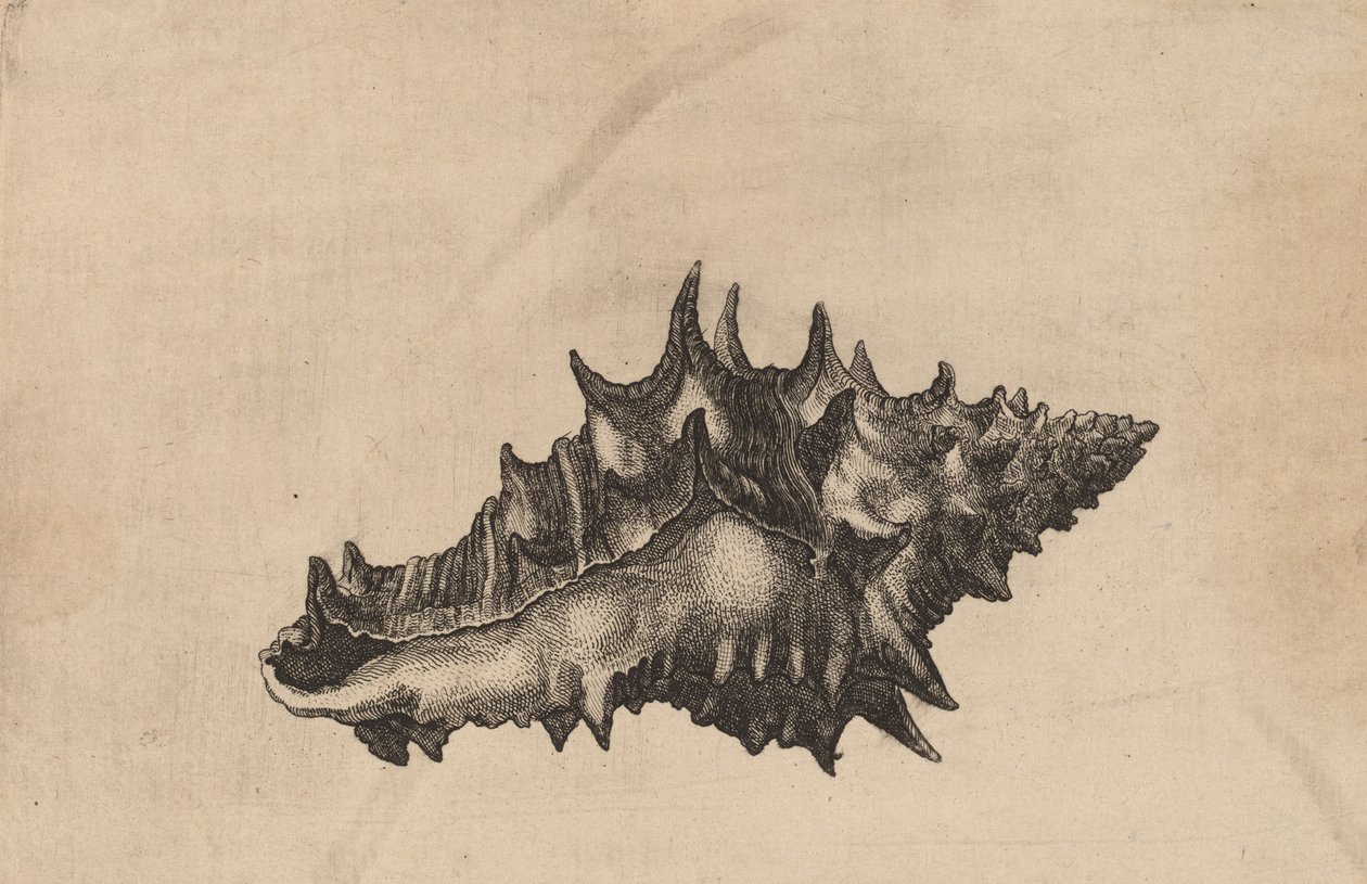 Conchiglia Vasum ceramicum, c. 1645 da Wenceslaus Hollar