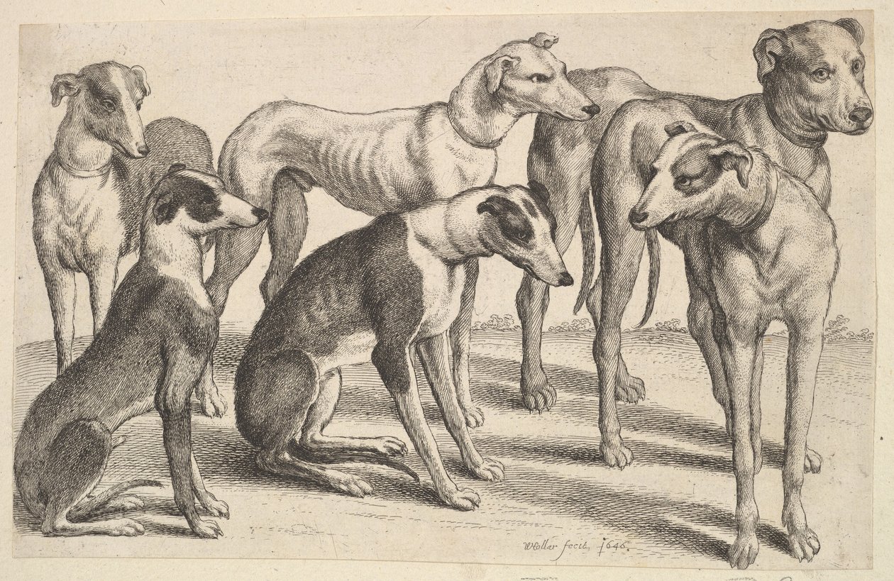 Sei Segugi da Wenceslaus Hollar