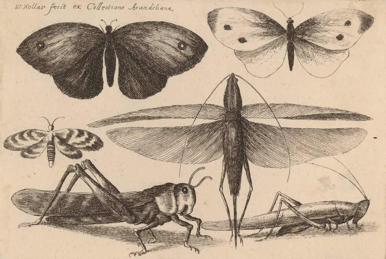 Sei insetti, 1646 da Wenceslaus Hollar