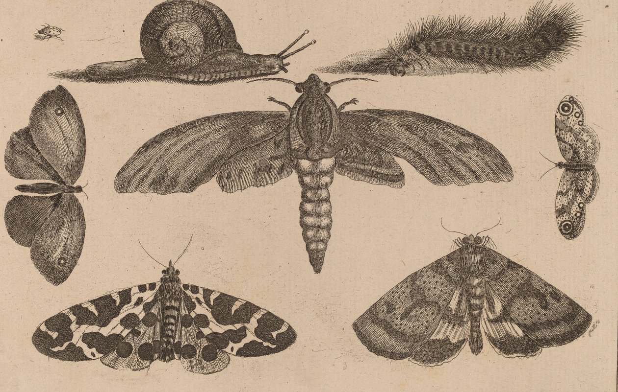 Sei Insetti, un Bruco e una Lumaca da Wenceslaus Hollar