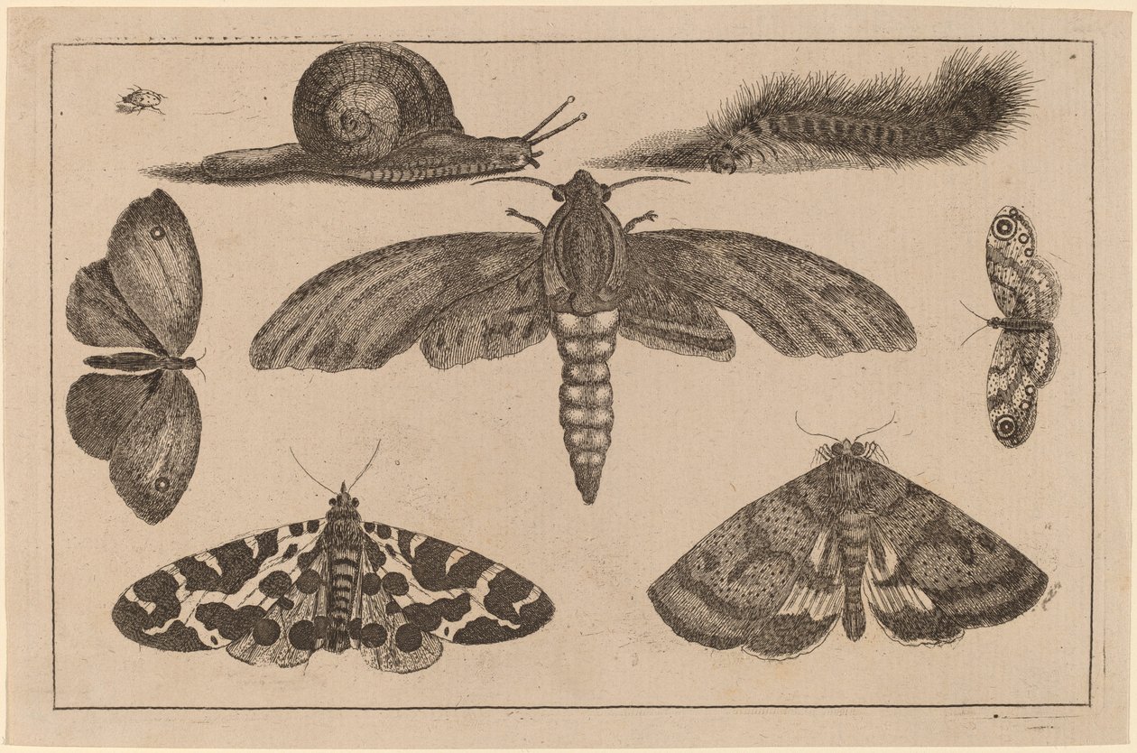Sei insetti, un bruco e una lumaca da Wenceslaus Hollar
