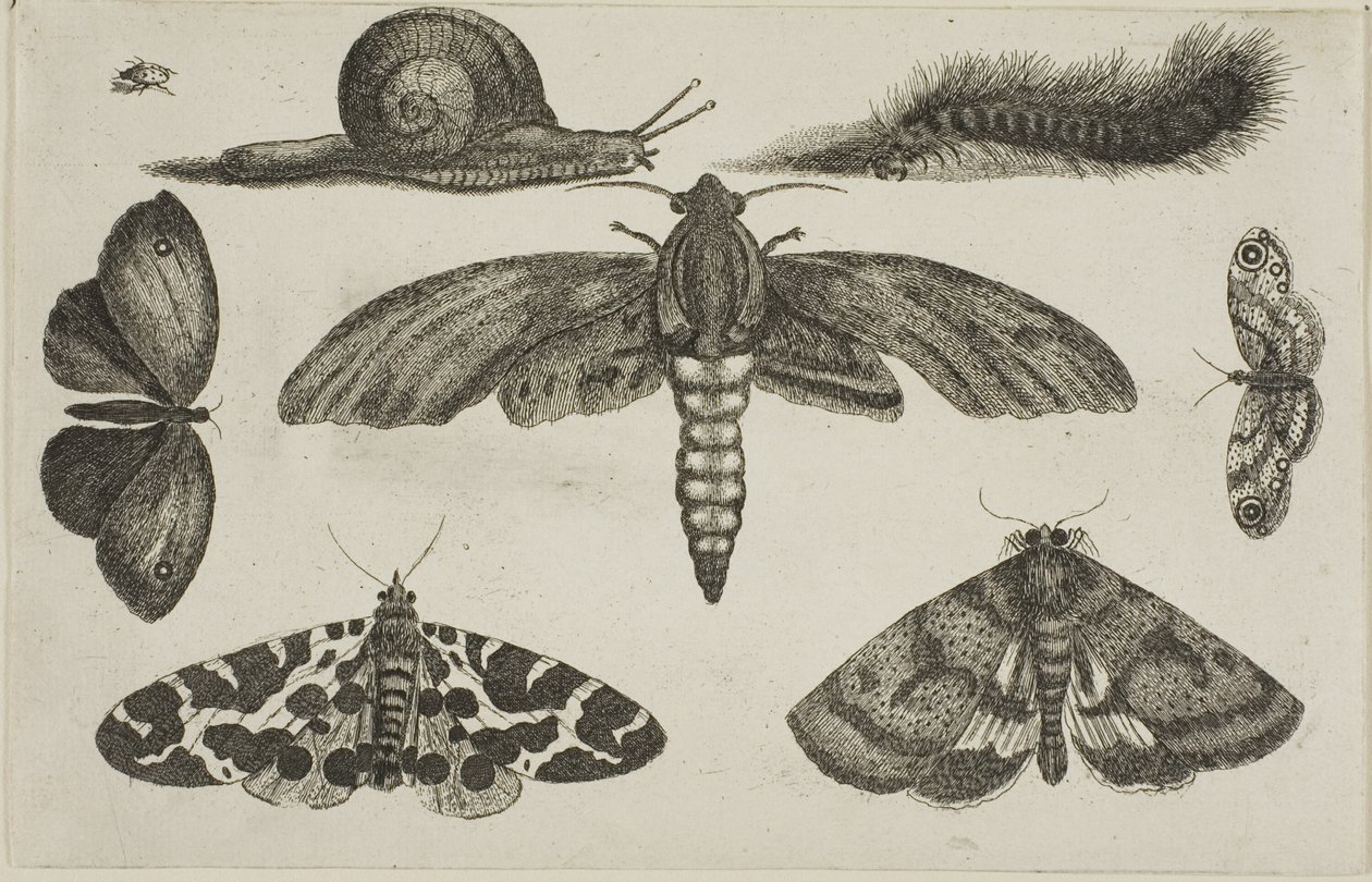 Sei Insetti, un Bruco e una Lumaca da Wenceslaus Hollar