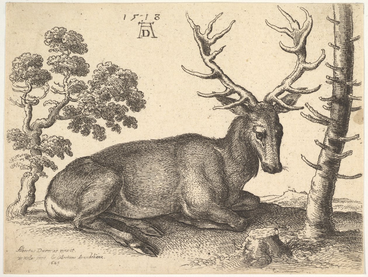 Cervo sdraiato a destra, 1649 da Wenceslaus Hollar